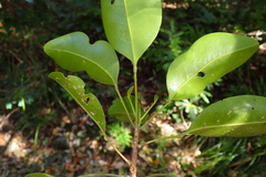 Sarcomelicope glauca