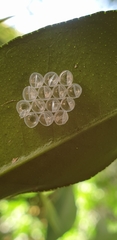 Jalmenus evagoras
