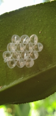 Jalmenus evagoras