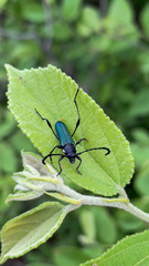 Helymaeus glabripennis