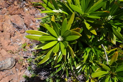 Rauvolfia semperflorens