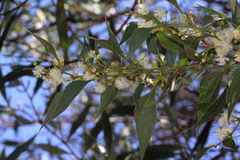 Acacia urophylla