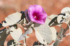Ipomoea yardiensis