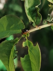Chrysomelidae
