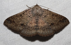Ericeia sobria