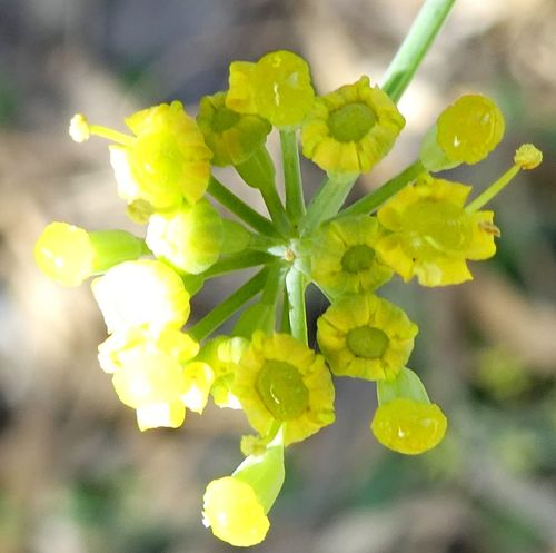 Anethum foeniculum image