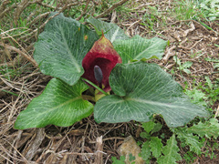 Arum pictum