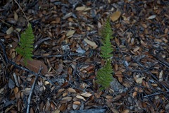 Myriopteris fendleri