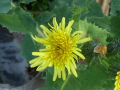 Sonchus oleraceus image