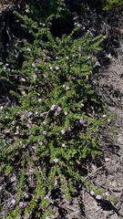 Prostanthera densa
