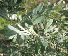 Limoniastrum monopetalum