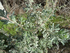 Limoniastrum monopetalum