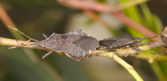 Gelonus tasmanicus