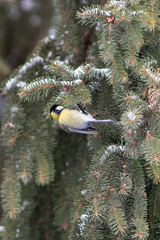 Parus major