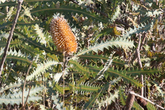 Banksia ashbyi