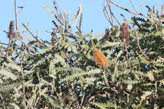 Banksia ashbyi