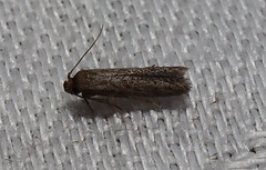 Telanepsia
