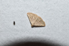Eublemma gayneri