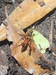 Priocnemis conformis