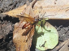 Priocnemis conformis