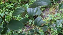Smilax lanceifolia