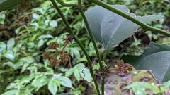Smilax lanceifolia