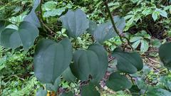 Smilax lanceifolia