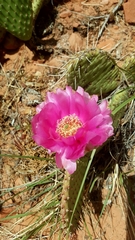 Opuntia aurea