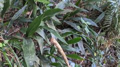 Aspidistra attenuata