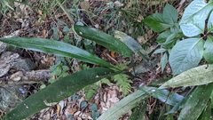 Aspidistra attenuata