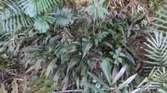 Aspidistra attenuata