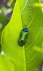 Acmaeodera fascigera