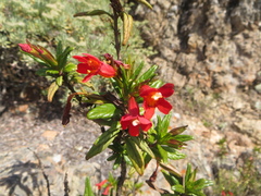 Diplacus parviflorus