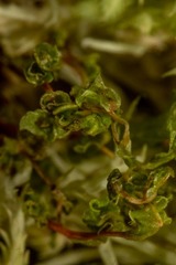 Rhizomnium gracile