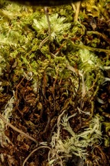 Rhizomnium gracile