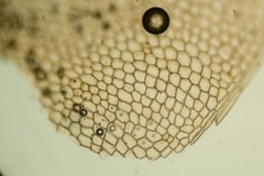 Rhizomnium gracile