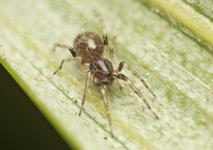 Battalus wallum