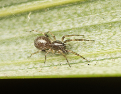 Battalus wallum