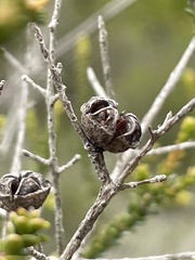 Leptospermum epacridoideum