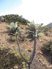 Hazardia detonsa