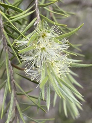 Melaleuca paludicola