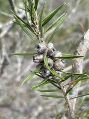 Melaleuca paludicola