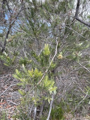 Melaleuca paludicola