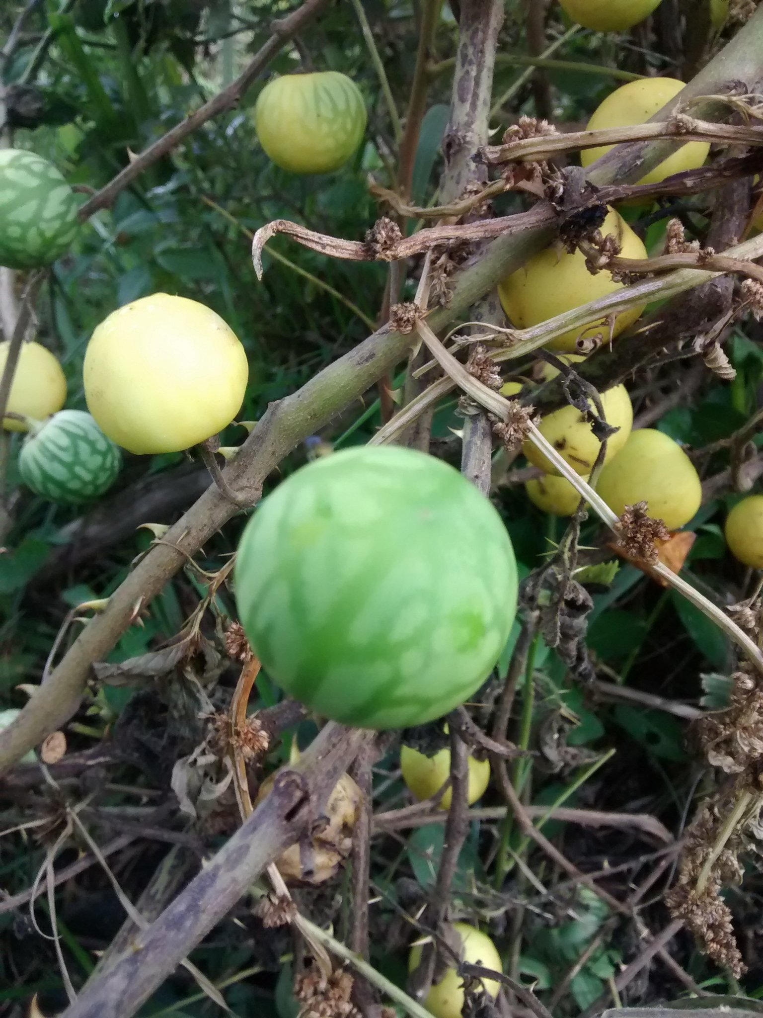 Solanum viarum