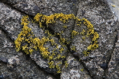 Polycauliona coralloides