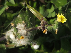 Hyperomyzus carduellinus