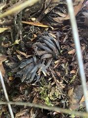 Dactylanthus taylorii