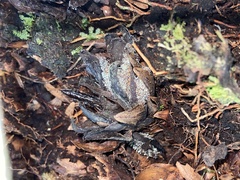 Dactylanthus taylorii