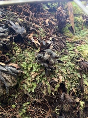 Dactylanthus taylorii