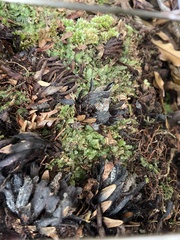 Dactylanthus taylorii